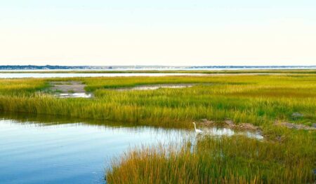 What Is Blue Carbon? The Ocean Ecosystems Storing CO2