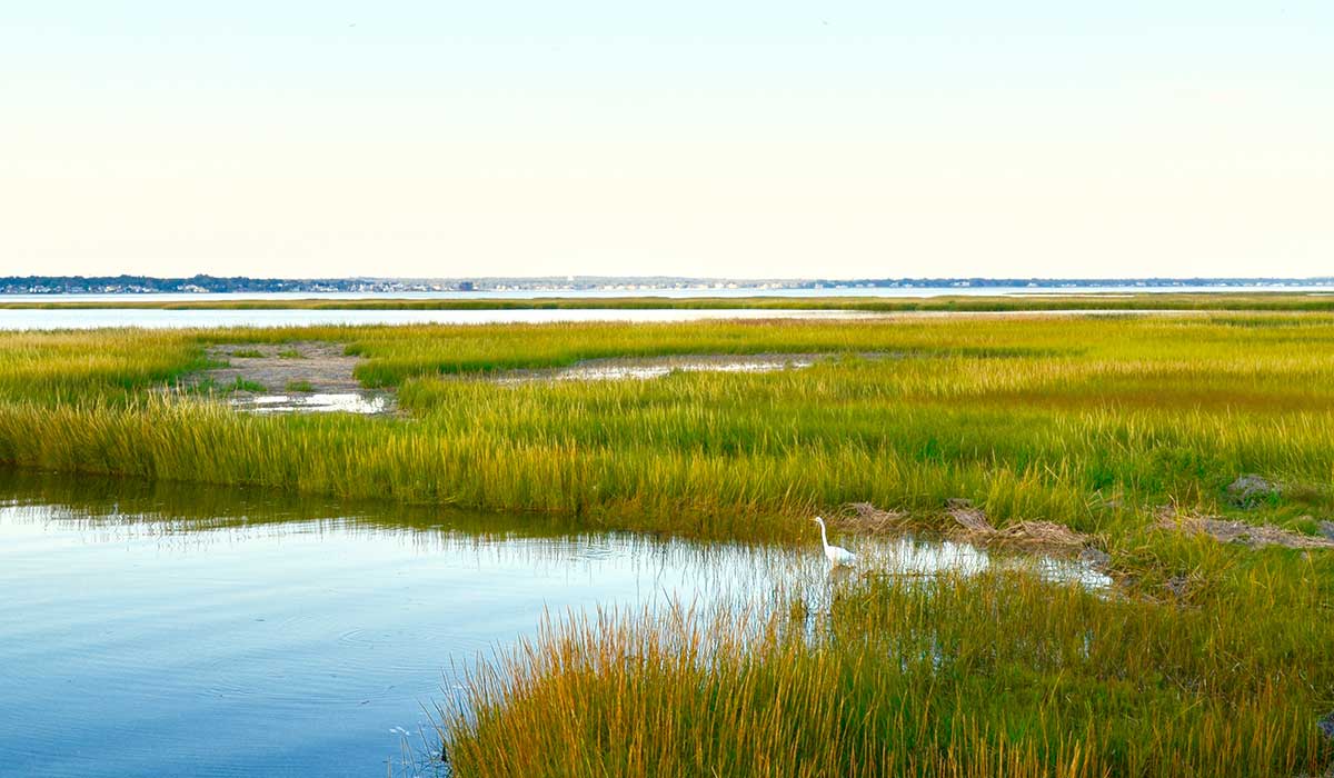 Salt marsh wetland