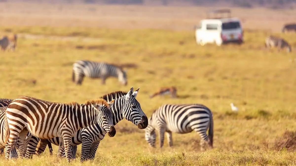 Tourists on wildlife safari in Kenya