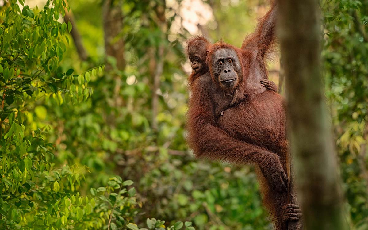 A mother orangutan carries her baby in the jungle