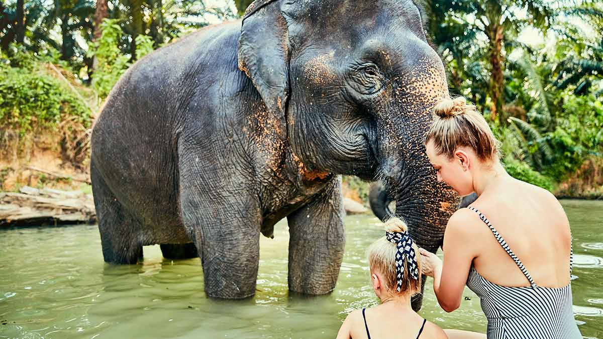 Tourists bathe an elephant at an animal sanctuary. These sanctuaries often mistreat animals, but fool tourists into thinking they are helping animals by participating in these experiences.