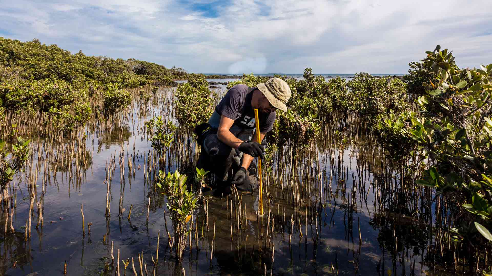 A scientist measures carbon sequestration rates of mangroves, part of monitoring and verifying high quality carbon offset projects.
