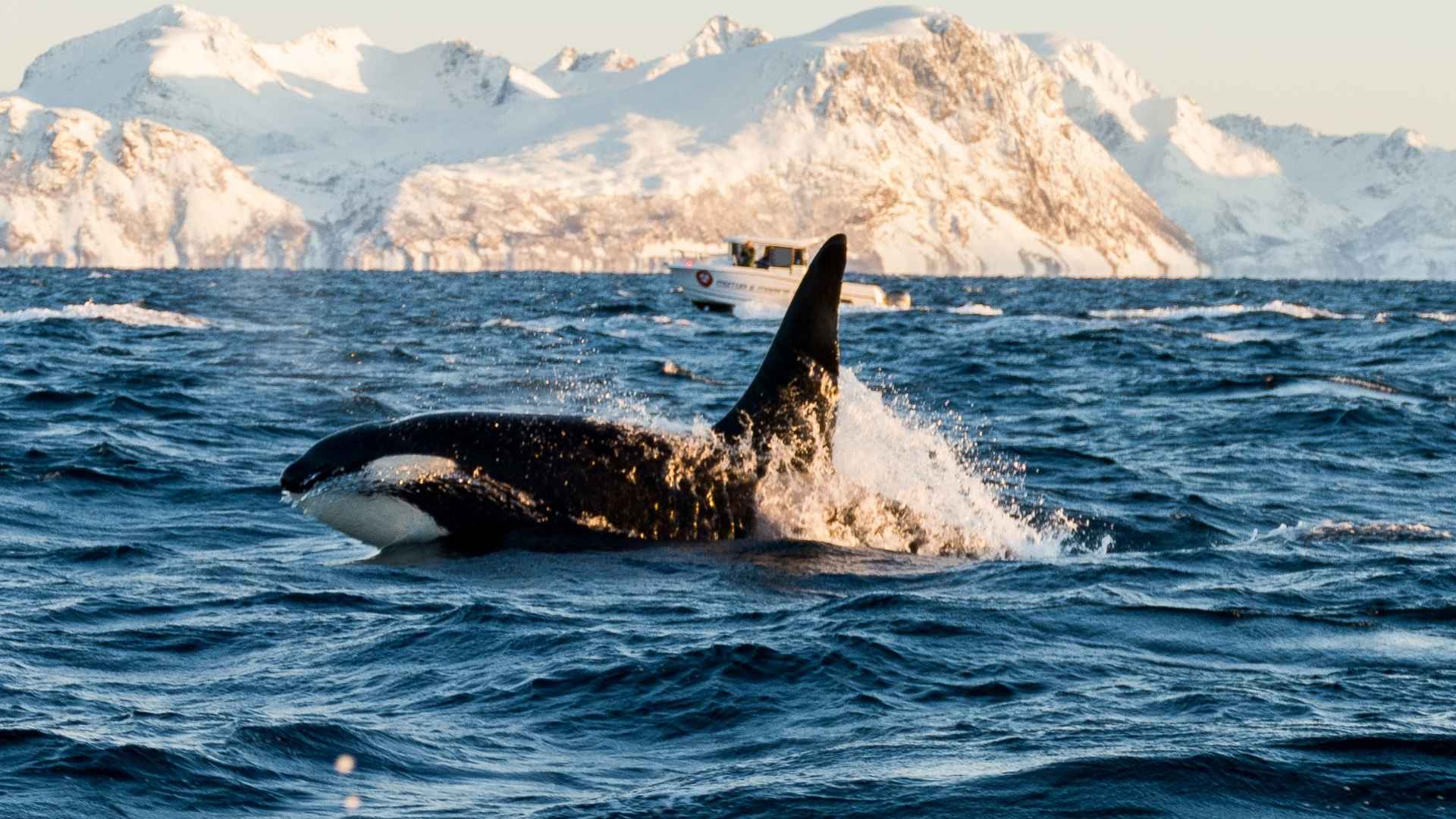 Orca killer whale seen above the water surface with a boat looking in the distance