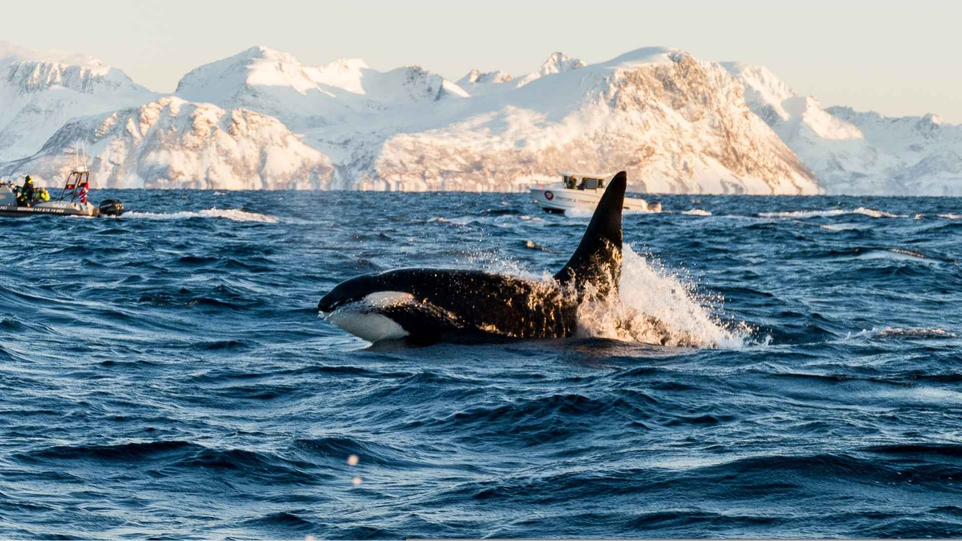 Orca killer whale spotted in Norwegian waters