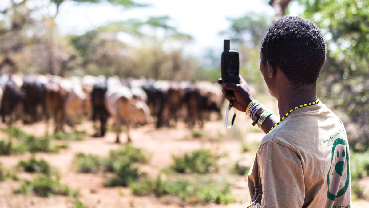 A person in Tanzania faces a herd of cattle and monitors land use