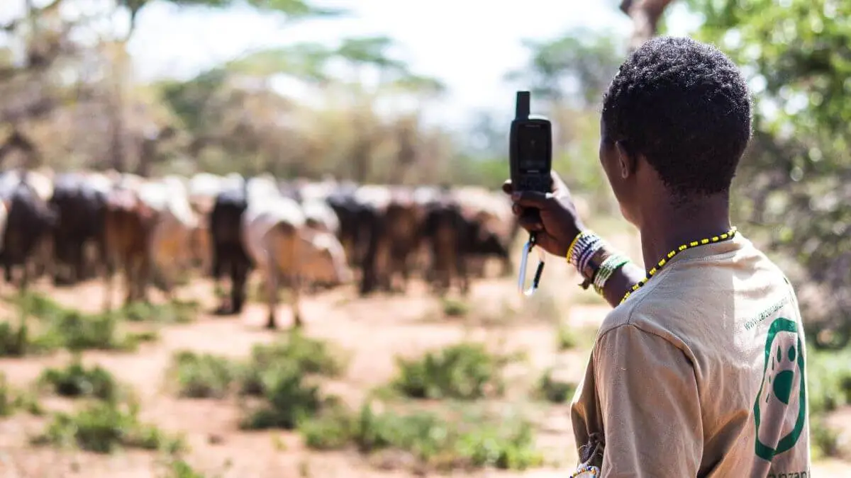 A person in Tanzania faces a herd of cattle and monitors land use