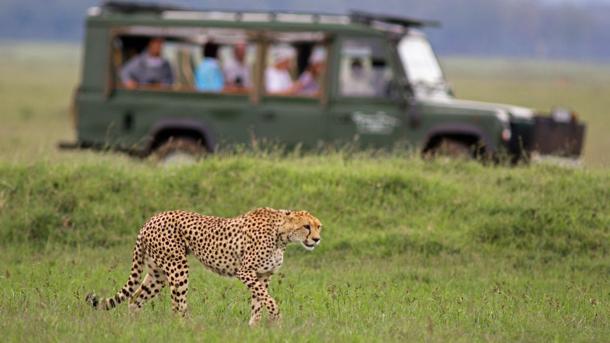 A cheetah walks as a full safari jeep watches from the background
