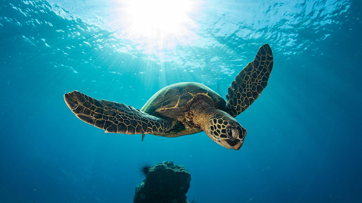 A green sea turtle glides through the waters of Hawaii. These turtles can hold their breath for many hours
