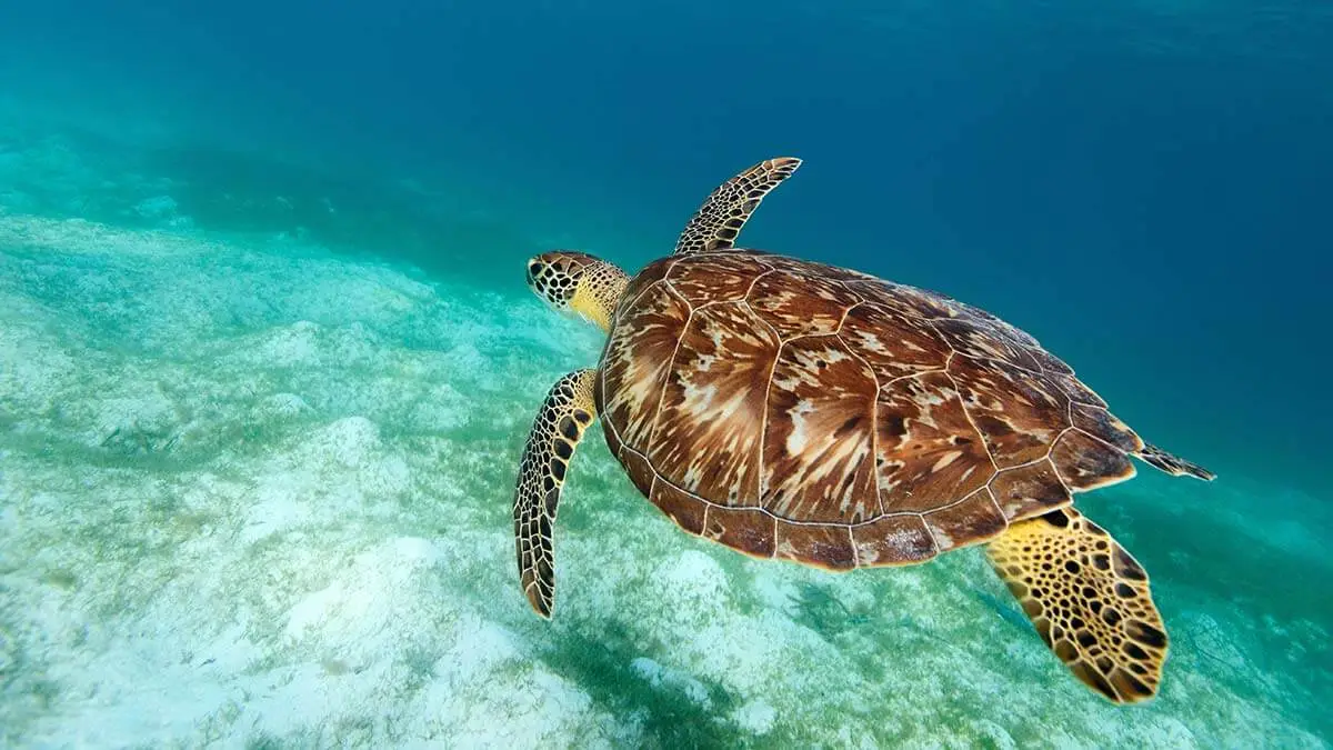 A hawksbill sea turtle is easily recognizable by its mottled shell with jagged edges