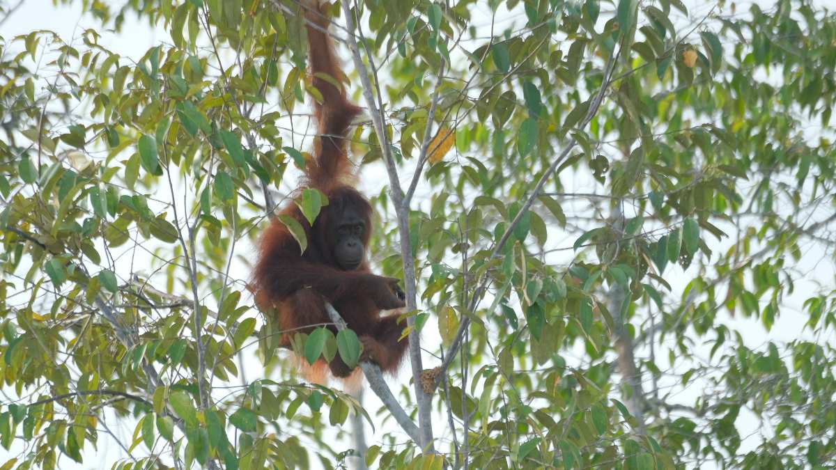 An orangutan hangs from a tree in Indonesia