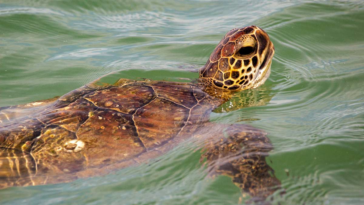 A Kemp's ridley sea turtle comes up for air in the Gulf of Mexico, the only body of water where this species can be found