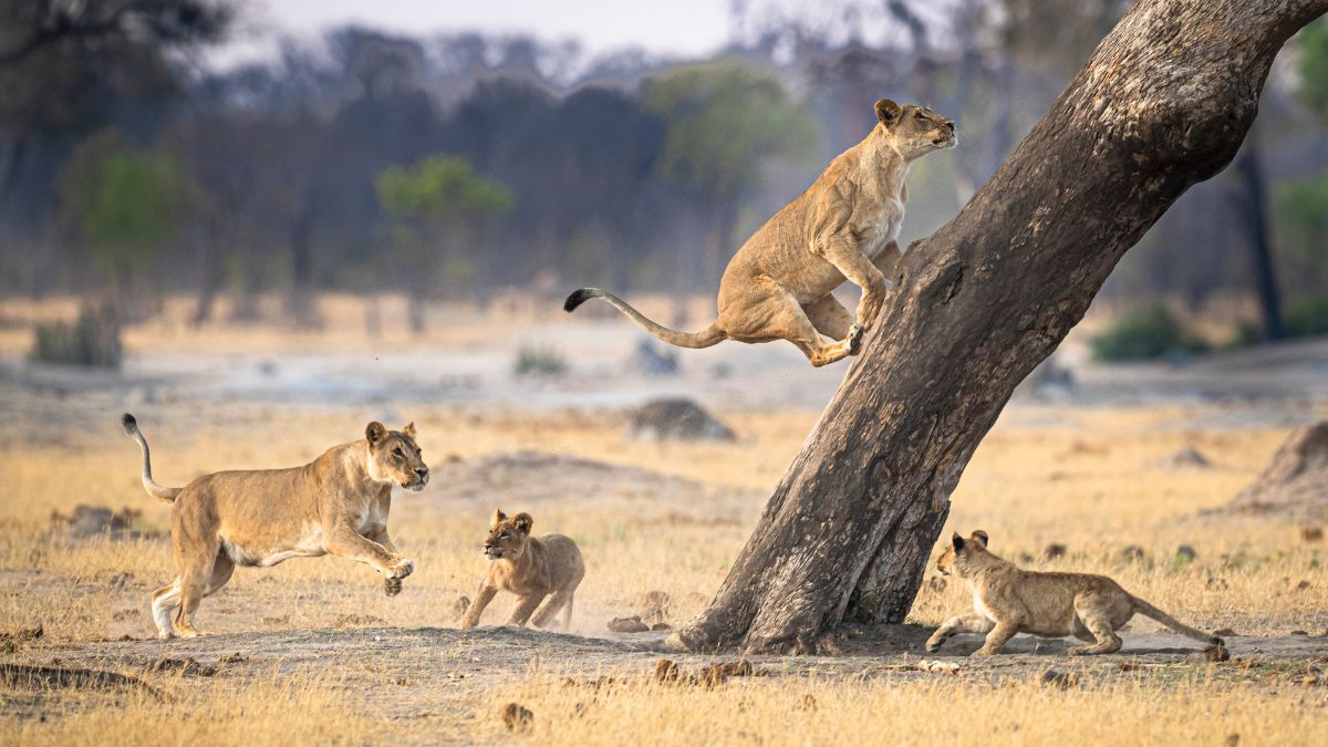 One adult lion in Zimbabwe, Africa runs up a tree while one adult and two young lions run around near the tree