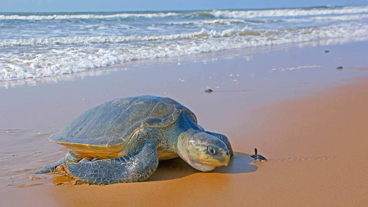 A nesting olive ridley sea turtle gazes at a hatchling as she heads to the sand to lay her eggs during an arribada, or mass nesting event