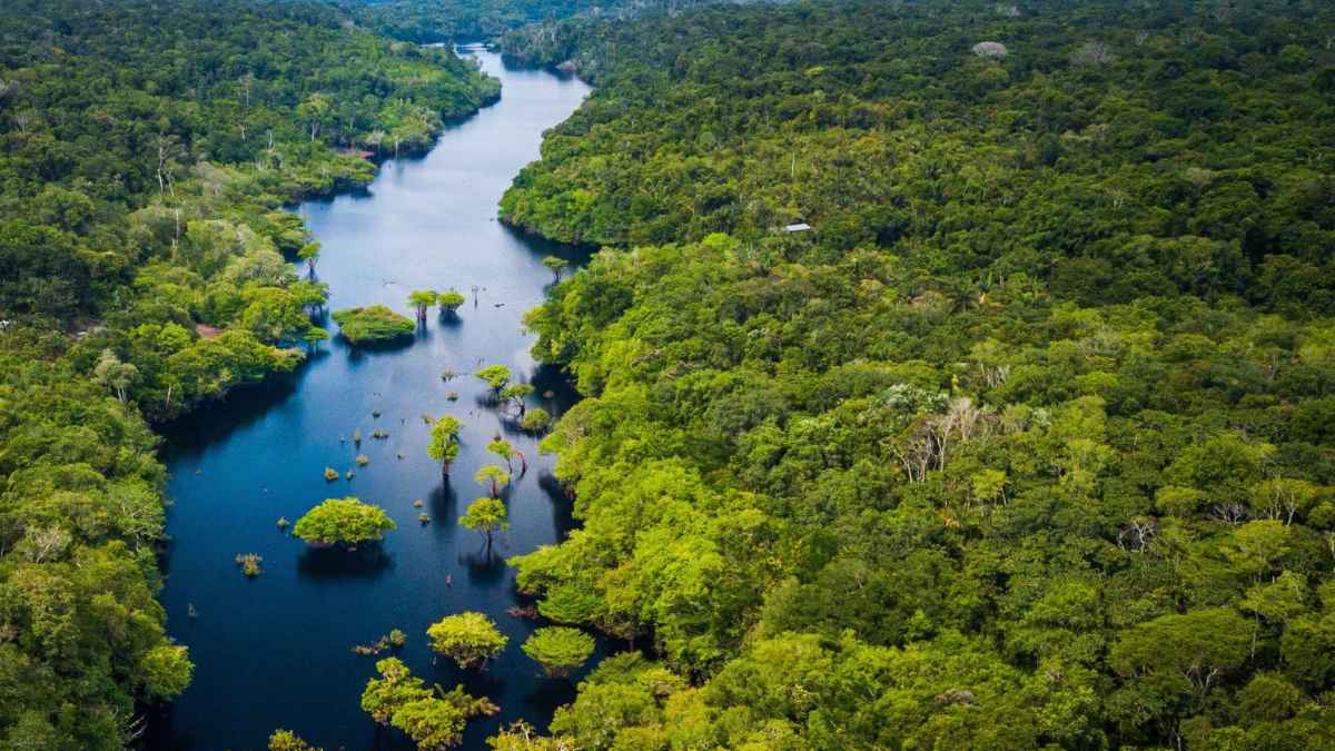 A river lined with forest on either side in Brazil