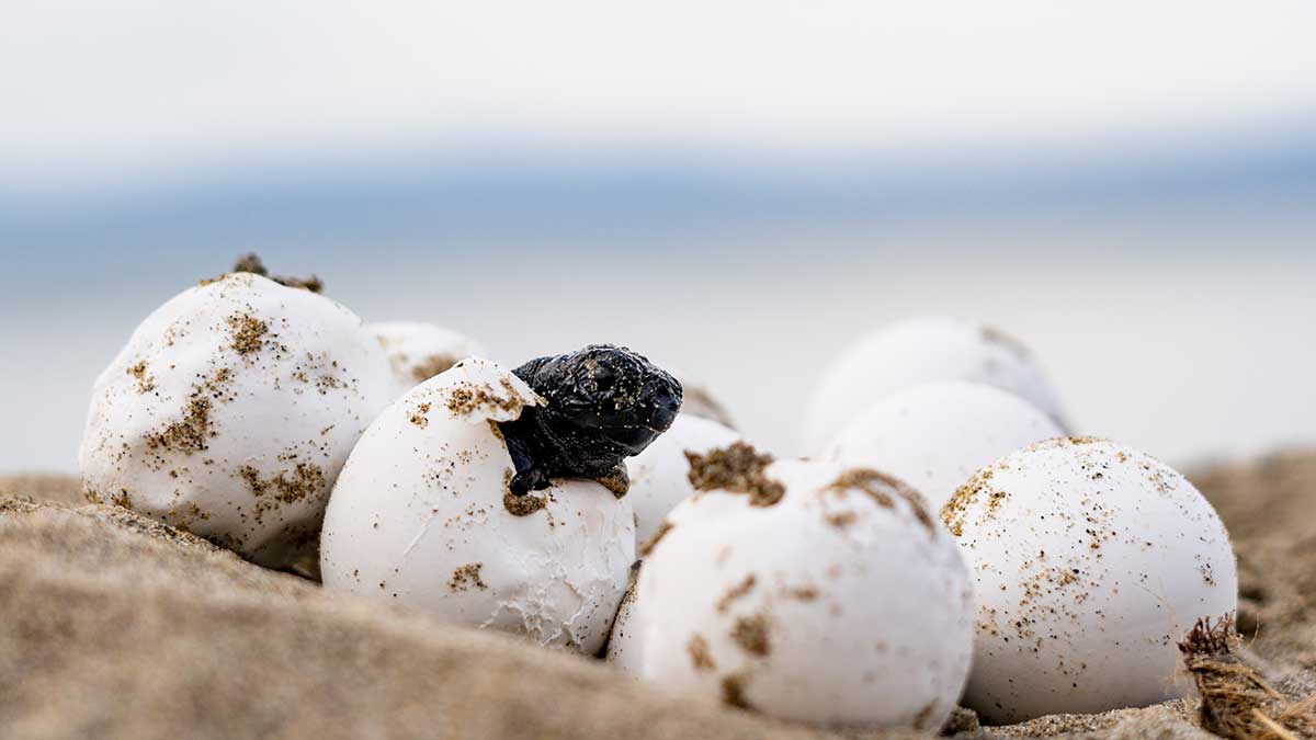 After spending 2 months incubating in the sand, a baby loggerhead sea turtle hatches