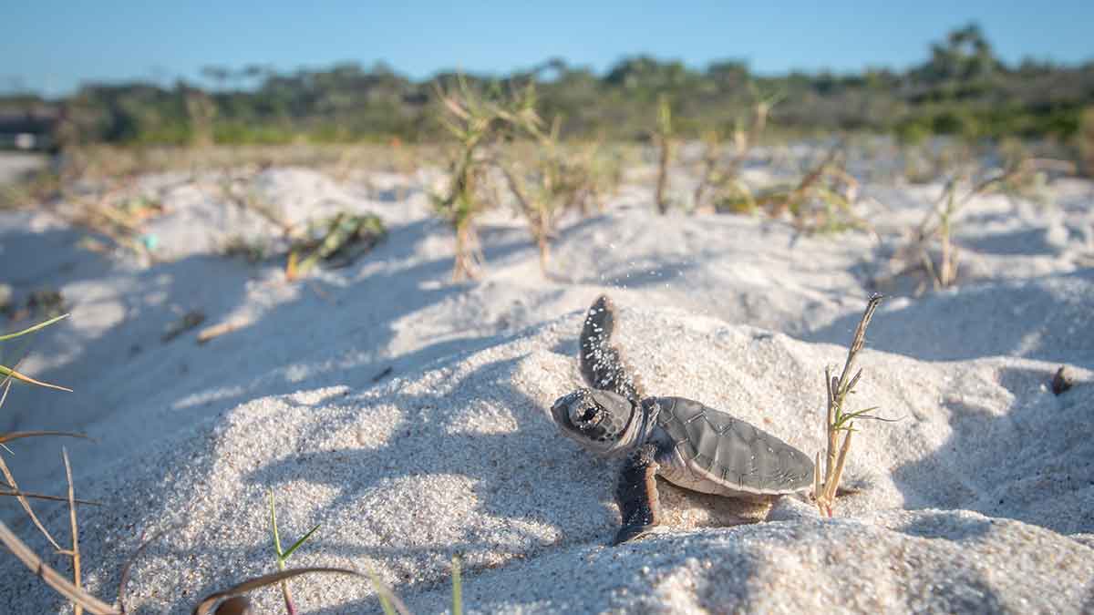 Sea turtle eggs are important to beach ecosystems because they supply valuable nutrients to plants