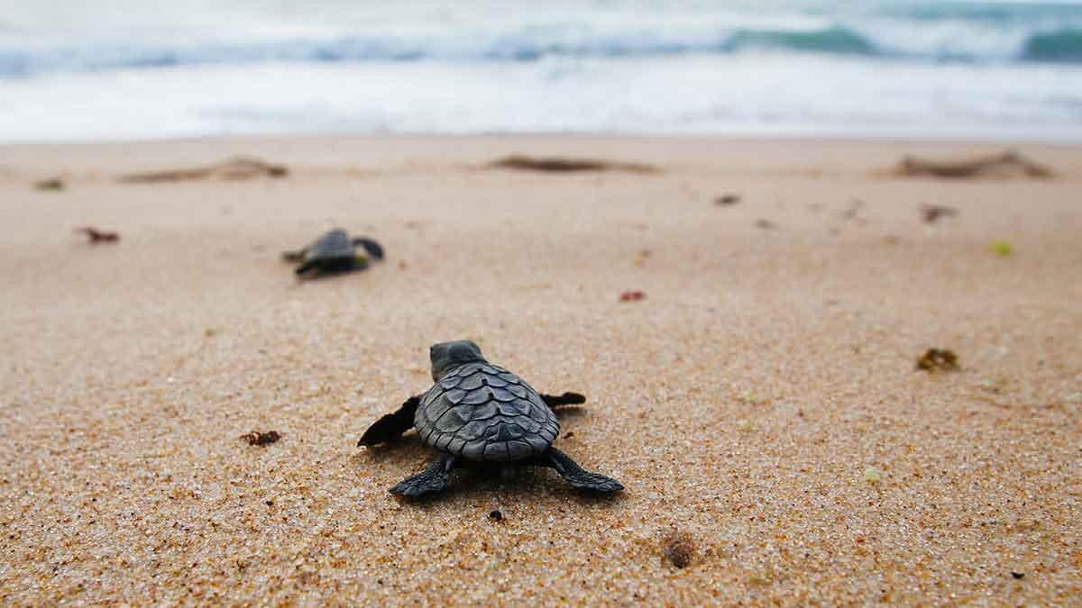 Hatchling sea turtles know how to find the ocean by following the slope of the beach and listening to the waves