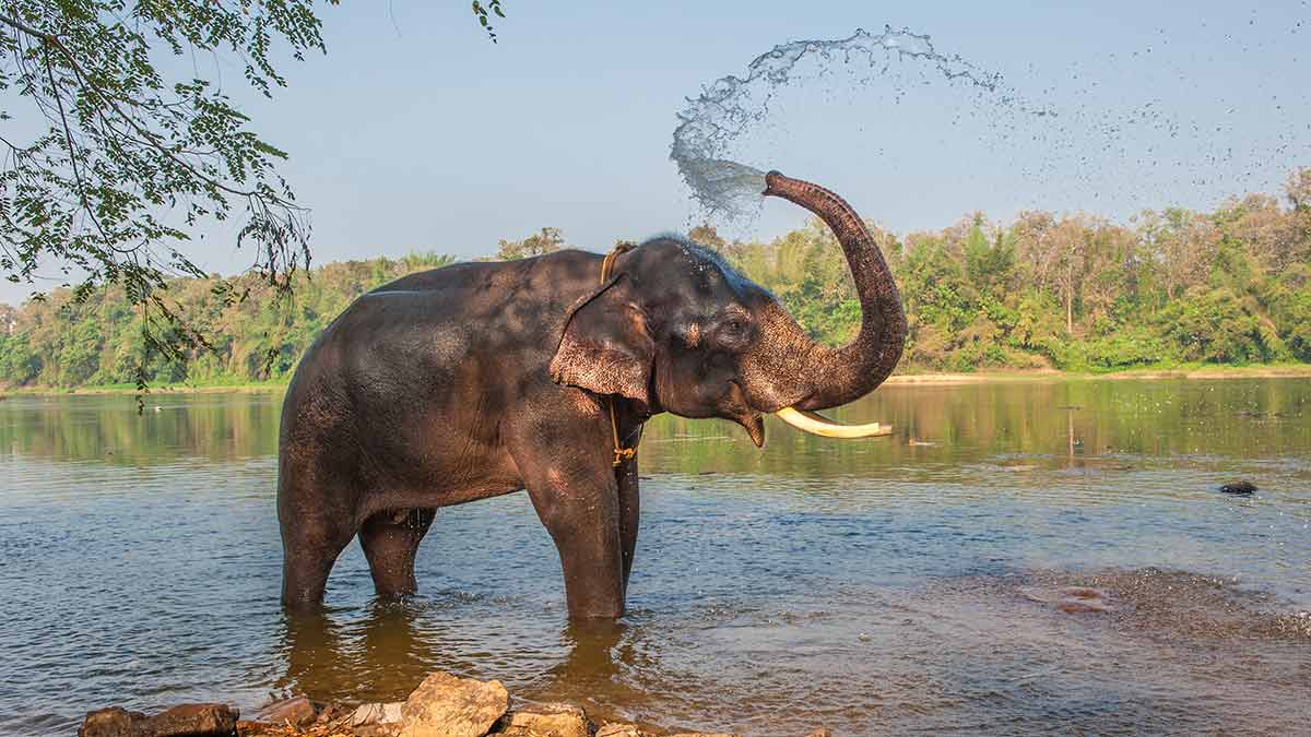 An Asian elephant bathing in the wild