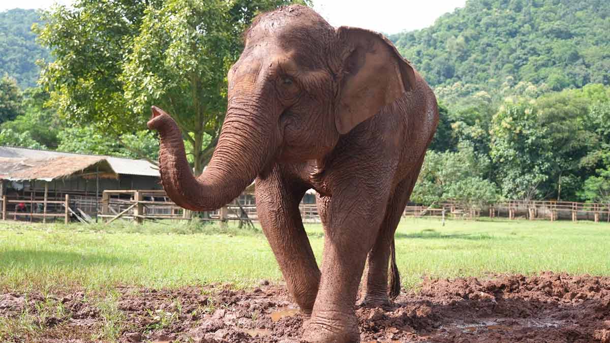 An Asian elephant at elephant nature park sanctuary in Thailand