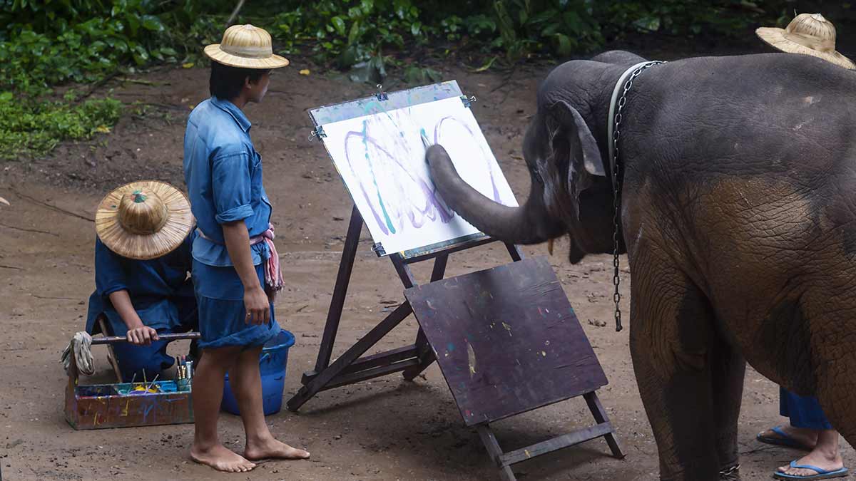 An unethical elephant painting tourism attraction