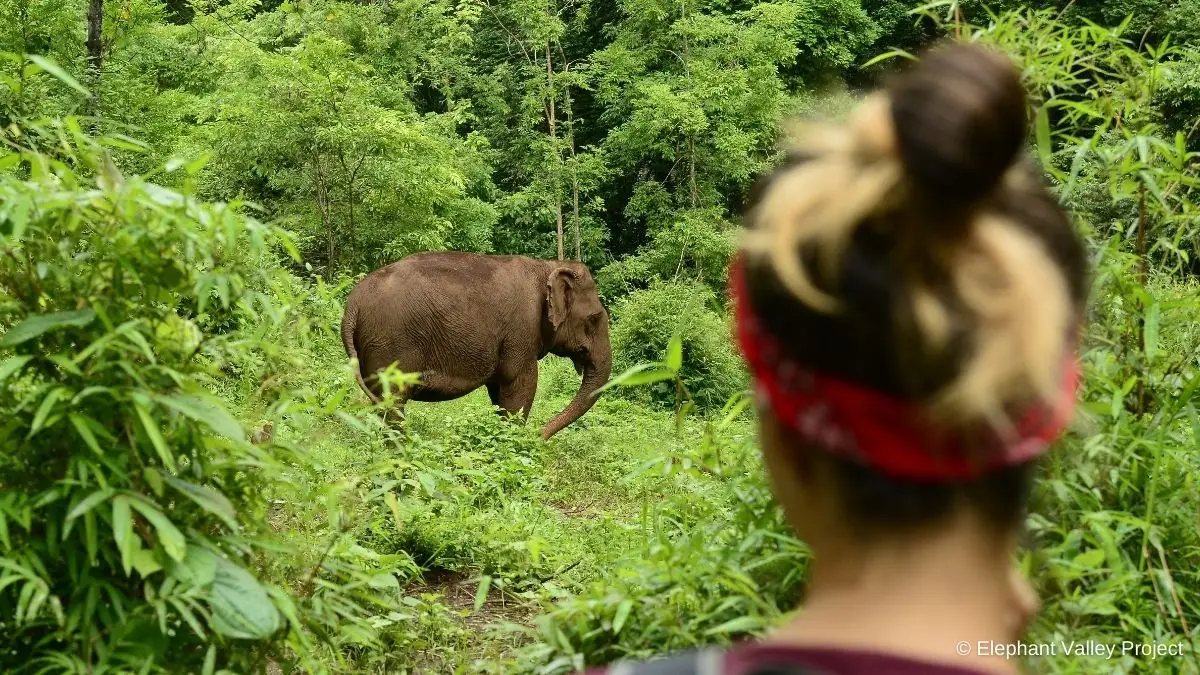 A woman observes an elephant from a distance
