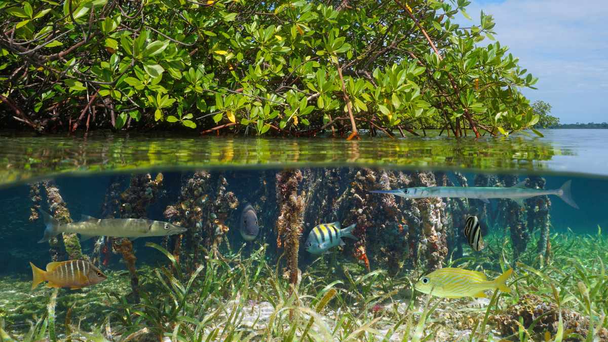 A variety of fish swim around in mangrove roots