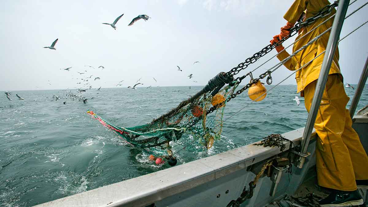 a fisherman reels up a trawl net, which can kill sea turtles when they become entangled in the net