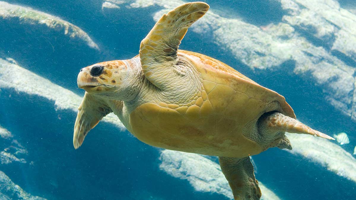A flatback sea turtle is the least studied of all of the sea turtle species