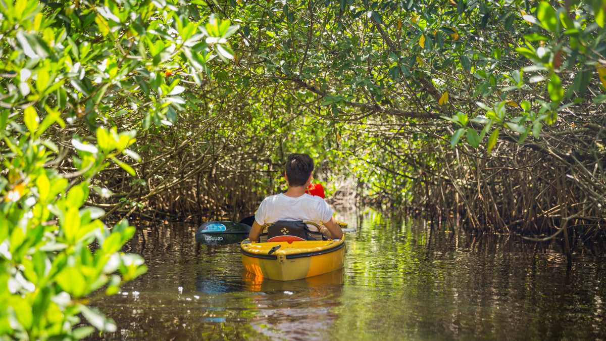 A man sitting in a yellow kayak floats away into a mangrove forest