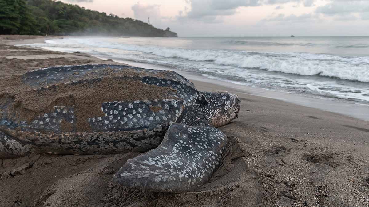 Leatherbacks are the largest sea turtles on the planet