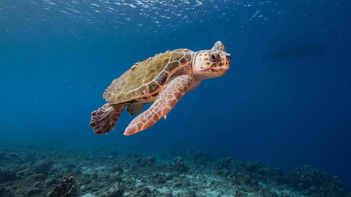A loggerhead sea turtle's massive head makes it easy to spot both in the water and on land