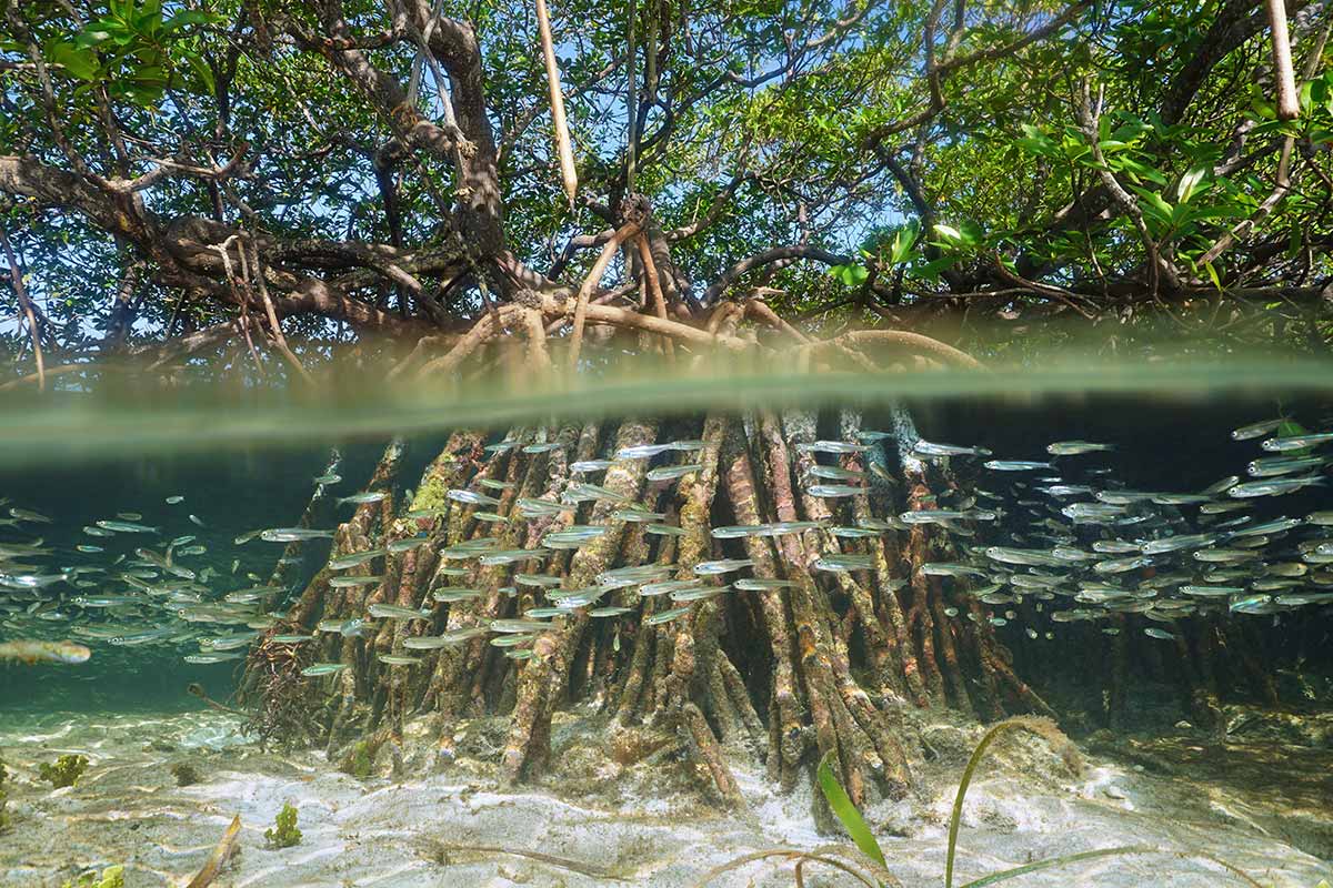 Fish swimming among the roots of a mangrove, a blue carbon ecosystem