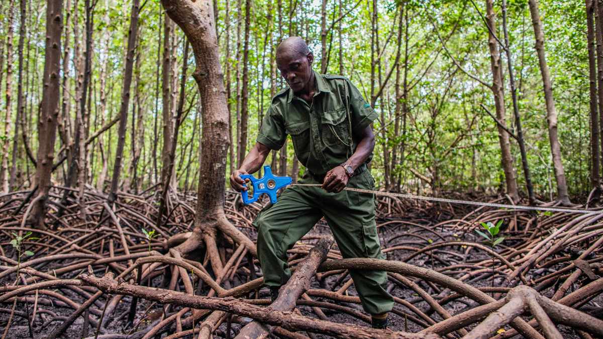 A man uses a measuring tape to measure mangroves