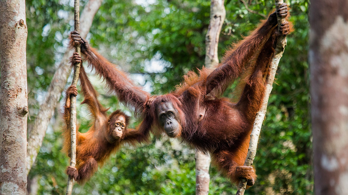 Mother and baby orangutan hanging in trees
