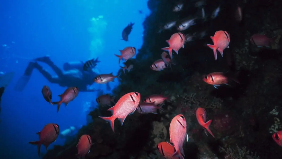 Reef Fishes