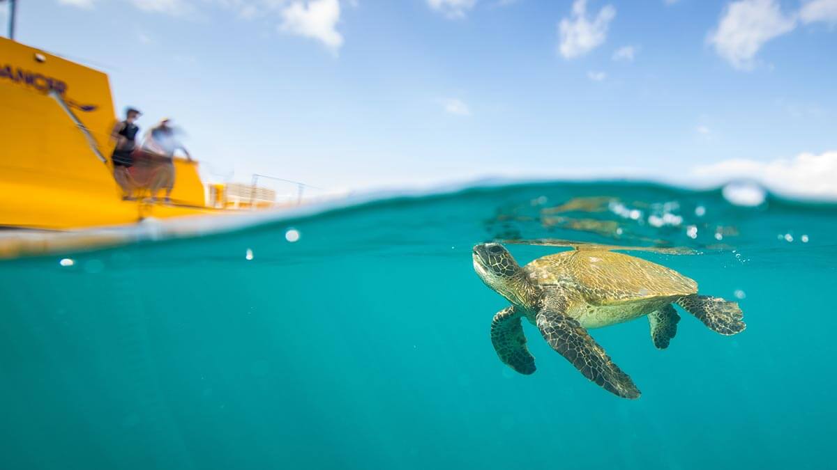 A sea turtle comes up for air after holding its breath for up to 7 hours