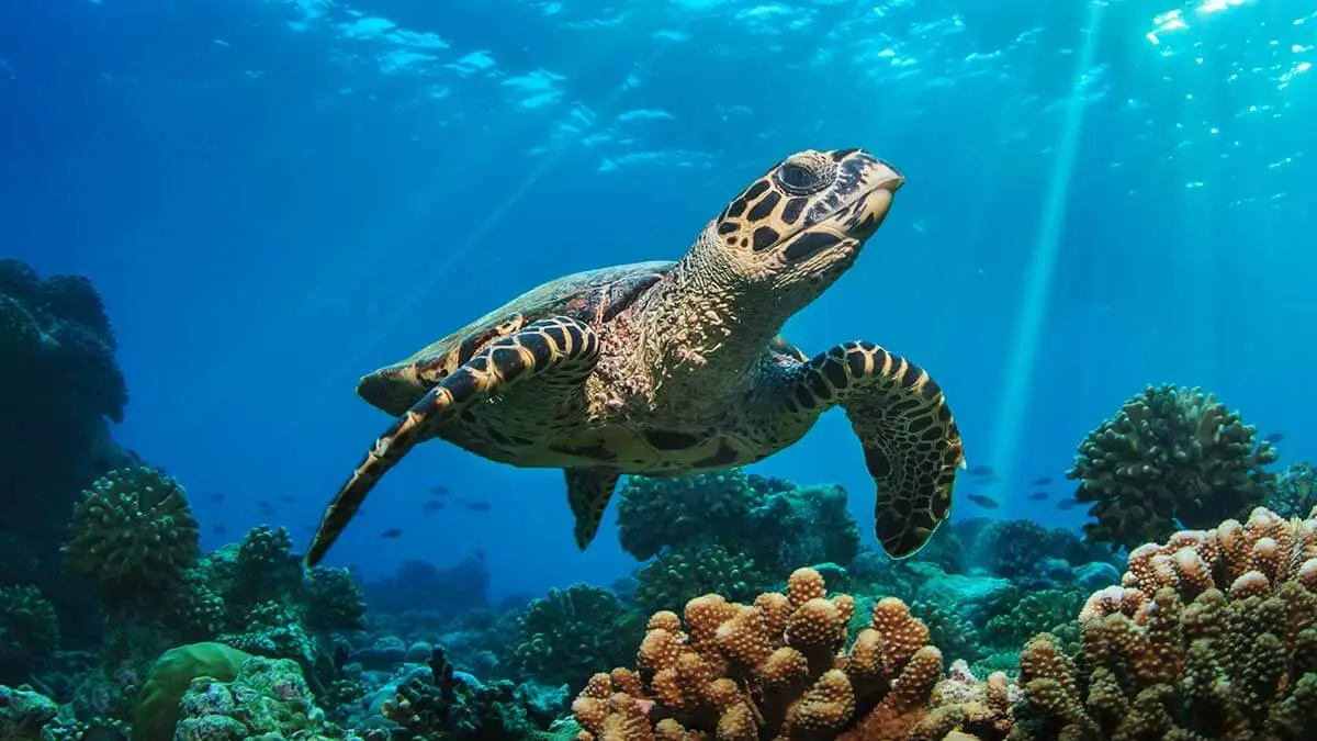 A sea turtle swimming in the ocean