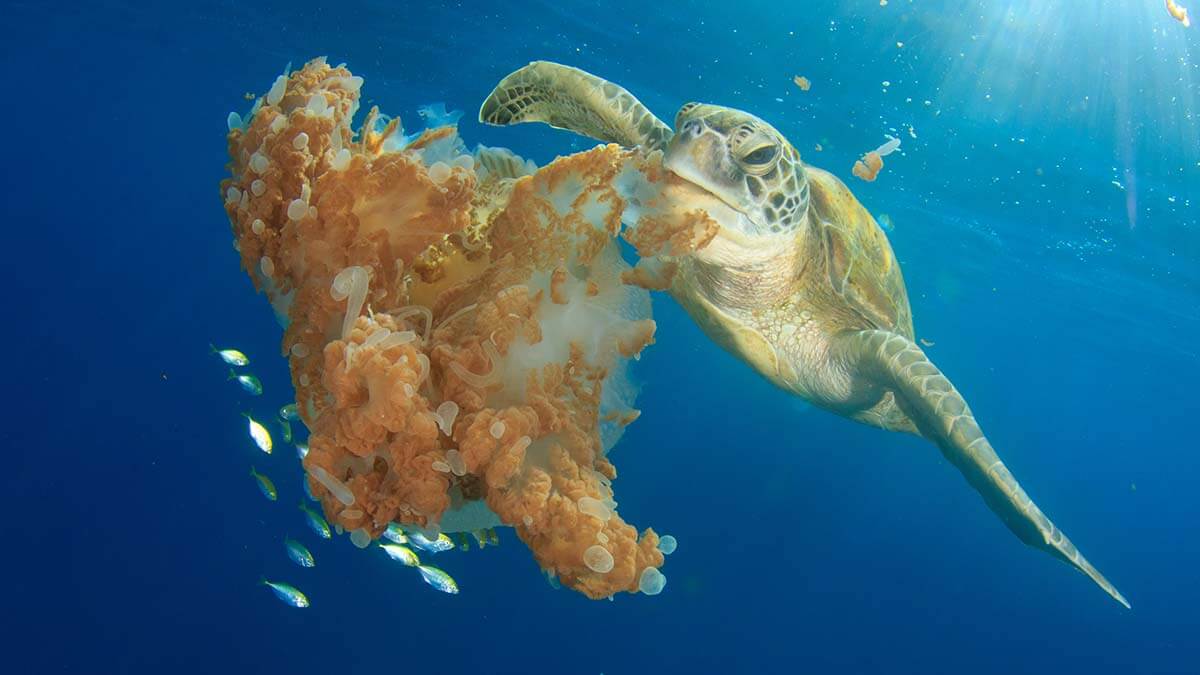 sea turtles are important to the marine food chain because they eat jellyfish, preventing swarms