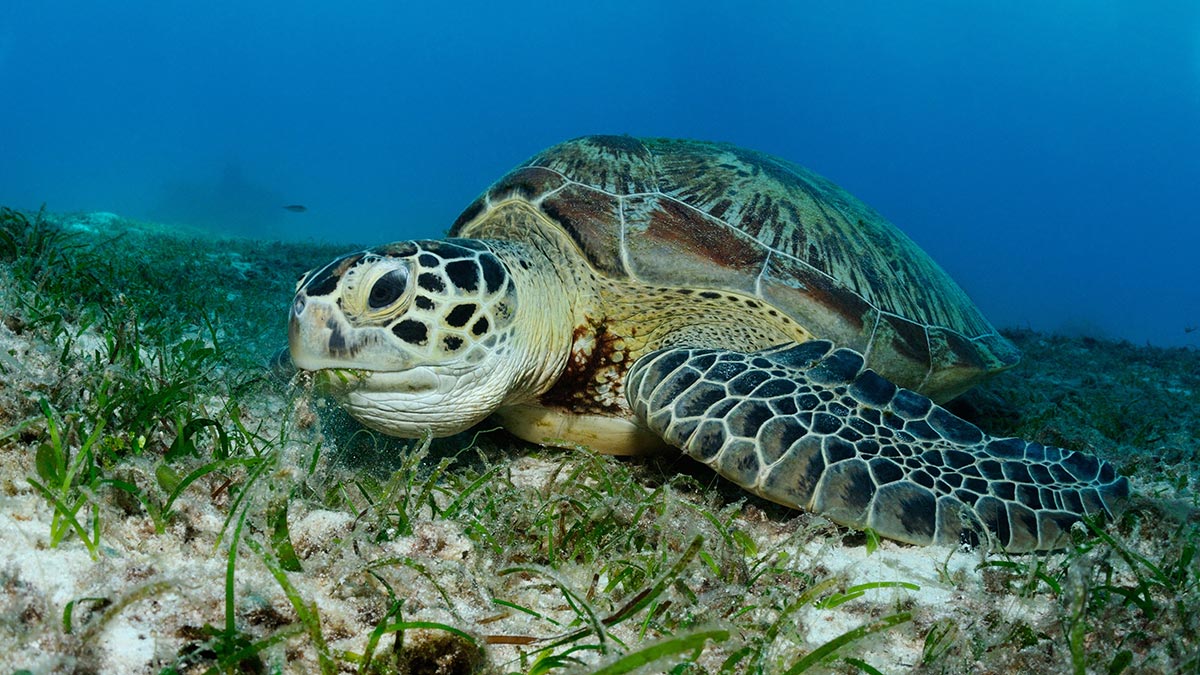 A green sea turtle's diet mainly consists of seagrass and algae