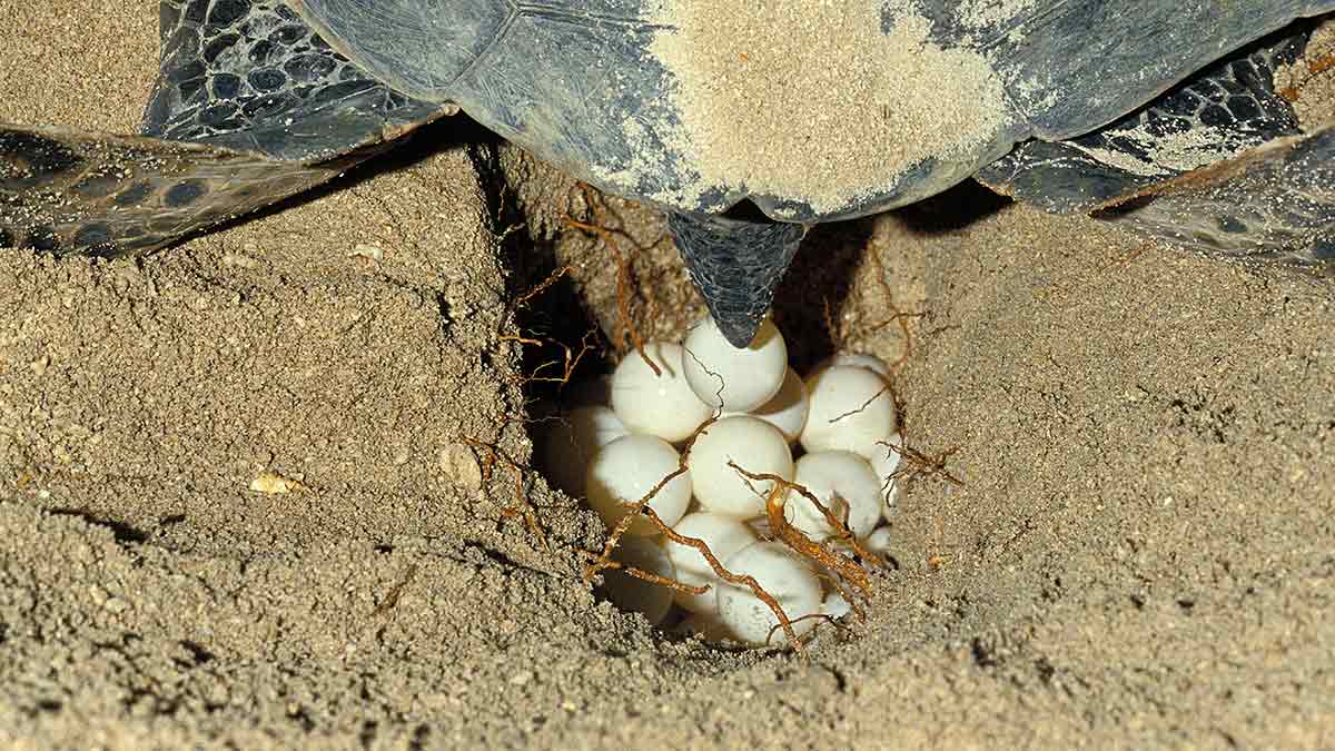Sea turtles lay an average of 100 eggs per nest up to three times per season