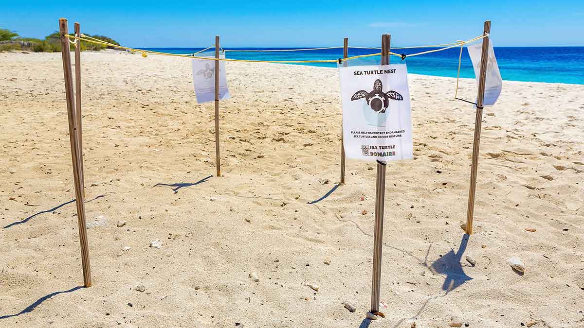 responsible turtle tourists pay attention to signs that indicate a turtle's nest to protect them