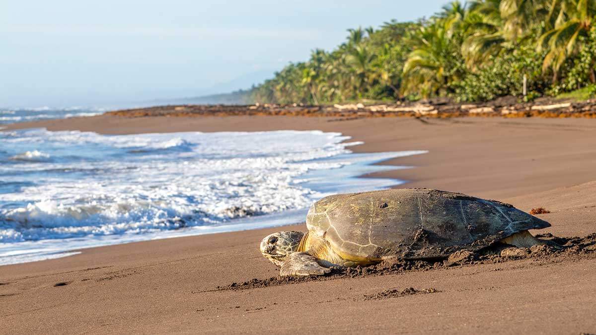 A green sea turtle crawls back to the water after laying an average of 100 eggs