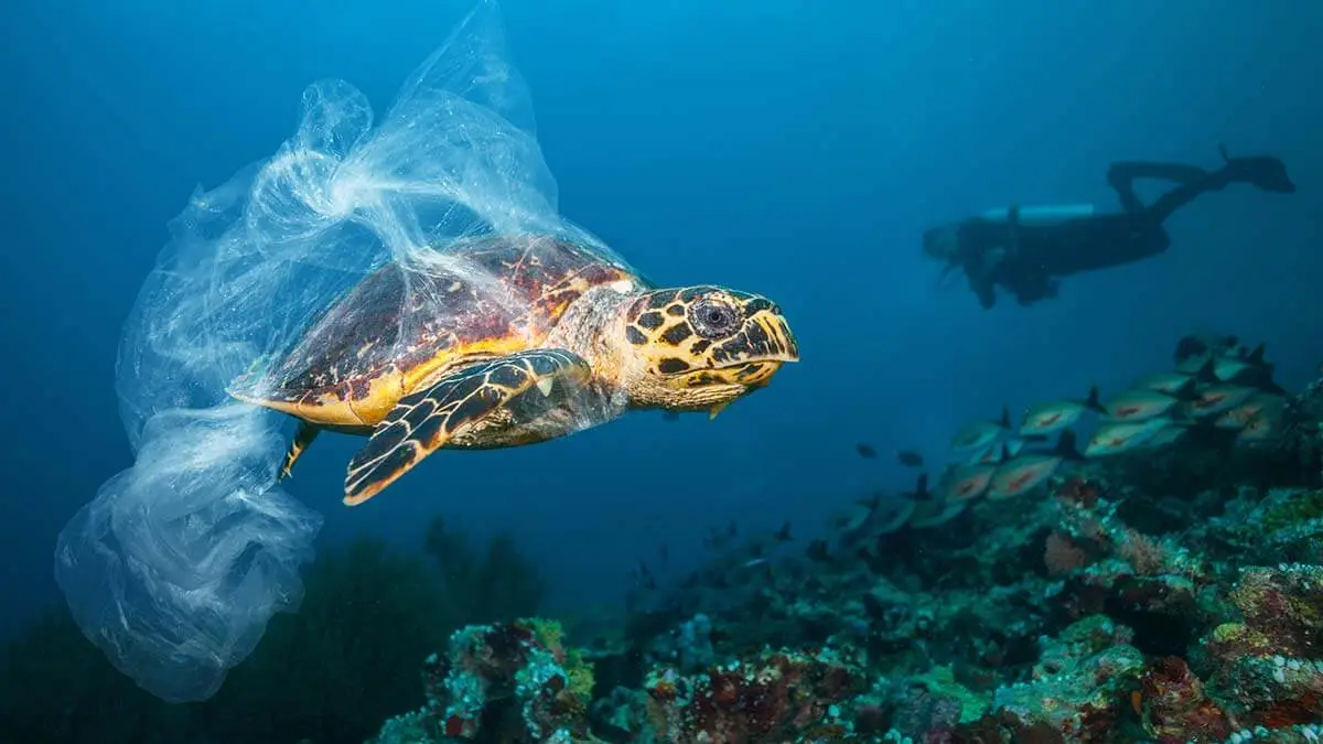plastic pollution puts sea turtles in danger when they mistake it for food