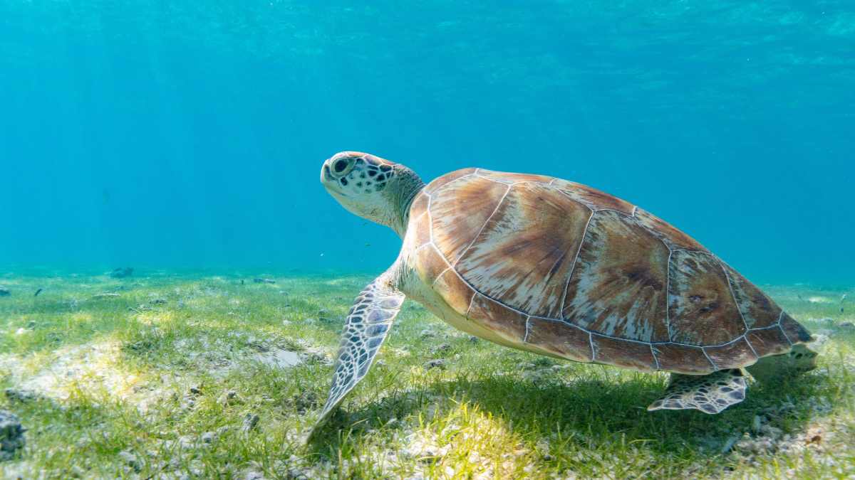 A sea turtle hovers above short seagrass