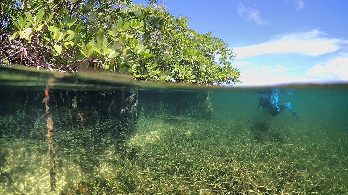 A snorkeler swims near two important blue carbon ecosystems: mangroves and seagrass