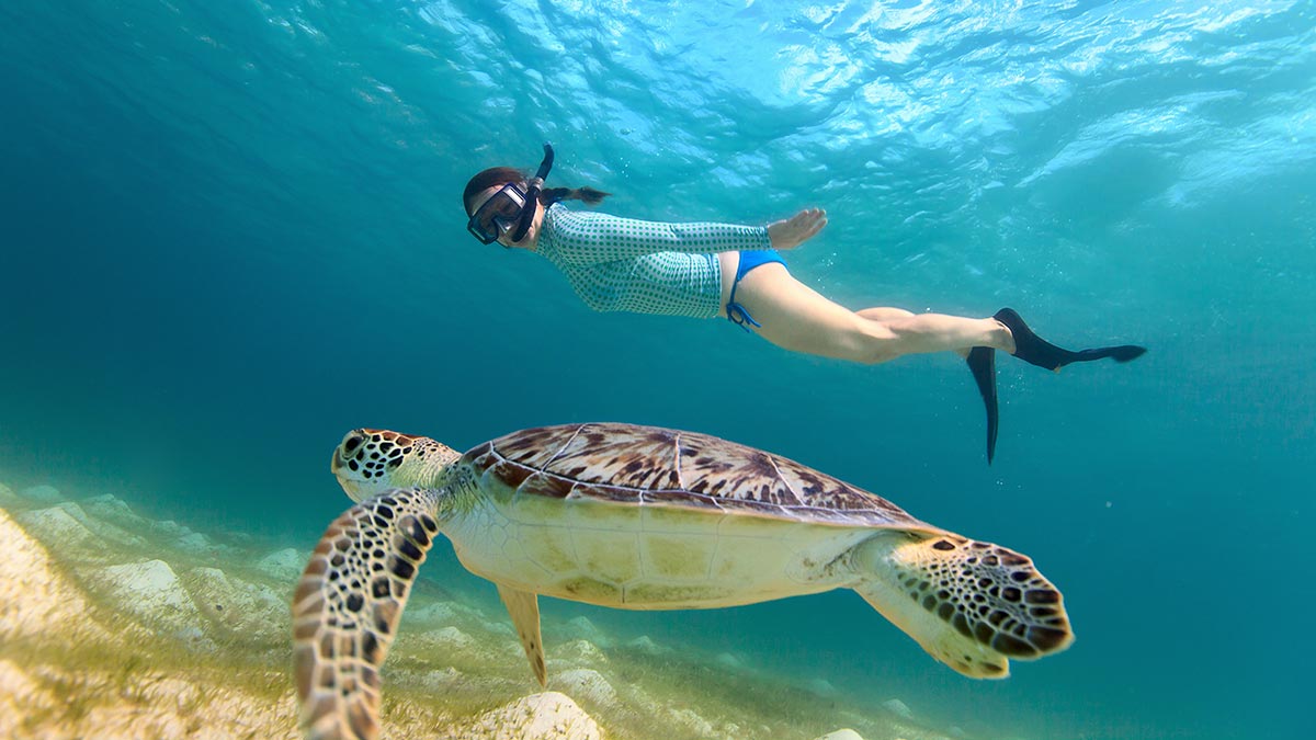 Sea turtles are important to tourism activities like snorkeling