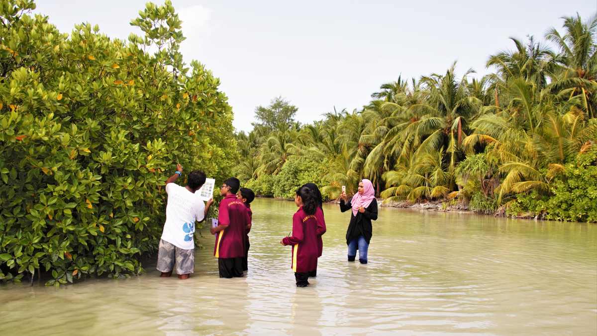 A group of youth stands in shallow water and learns about mangroves