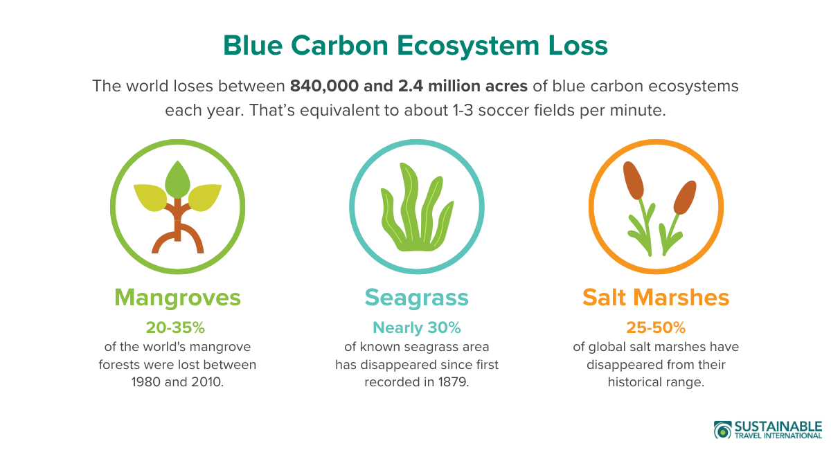Infographic showing historic loss rates of different types of blue carbon ecosystems (mangroves, seagrass, and salt marshes).