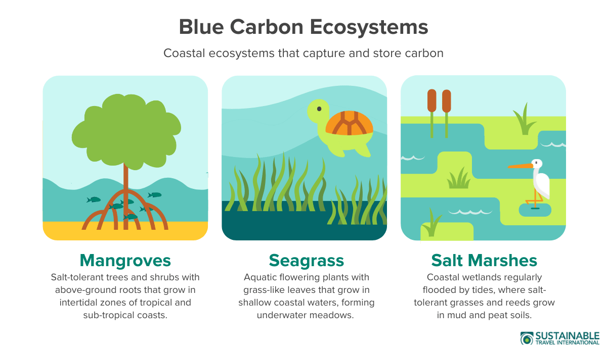 An infographic showing the three blue carbon ecosystems (mangroves, seagrass, and salt marsh) with their definitions.