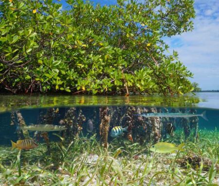 Mangrove and seagrass with fish swimming, examples of blue carbon ecosystems.